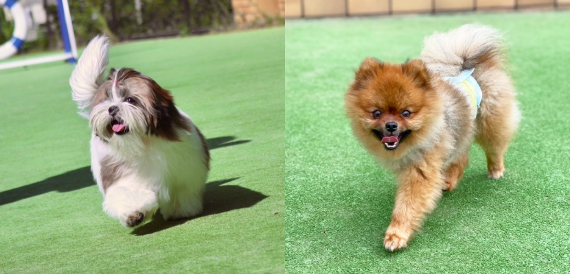 ドッグランを楽しむ犬