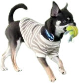 チワワの写真