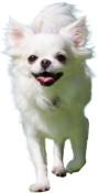 チワワ