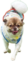 犬の画像