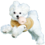 犬の画像